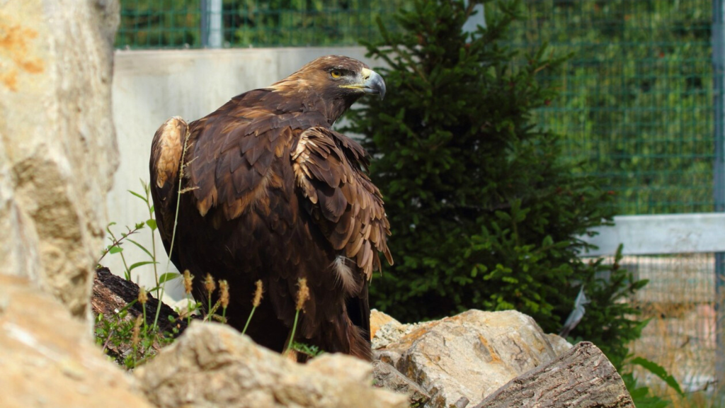 Golden Eagle