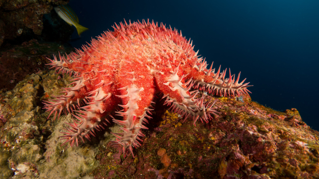 Crown-of-Thorns Starfish