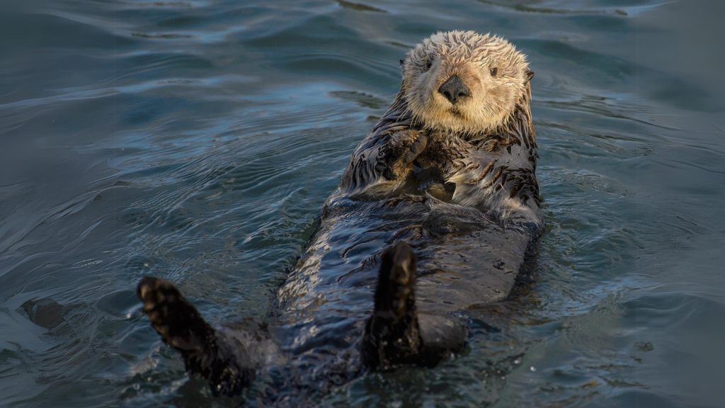 Sea Otter