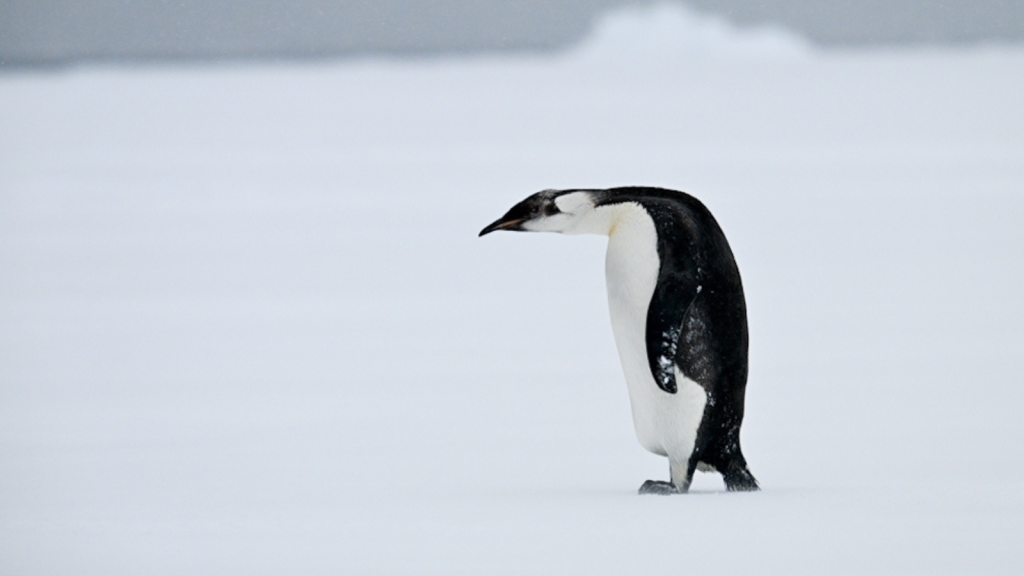 Penguin 