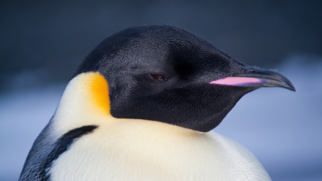 Emperor Penguin 