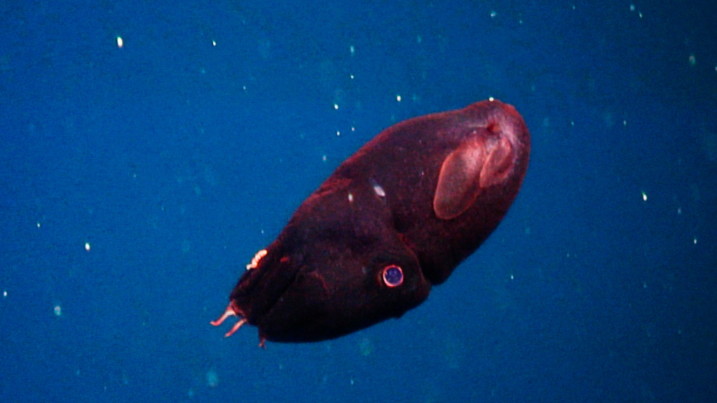 Vampire Squid