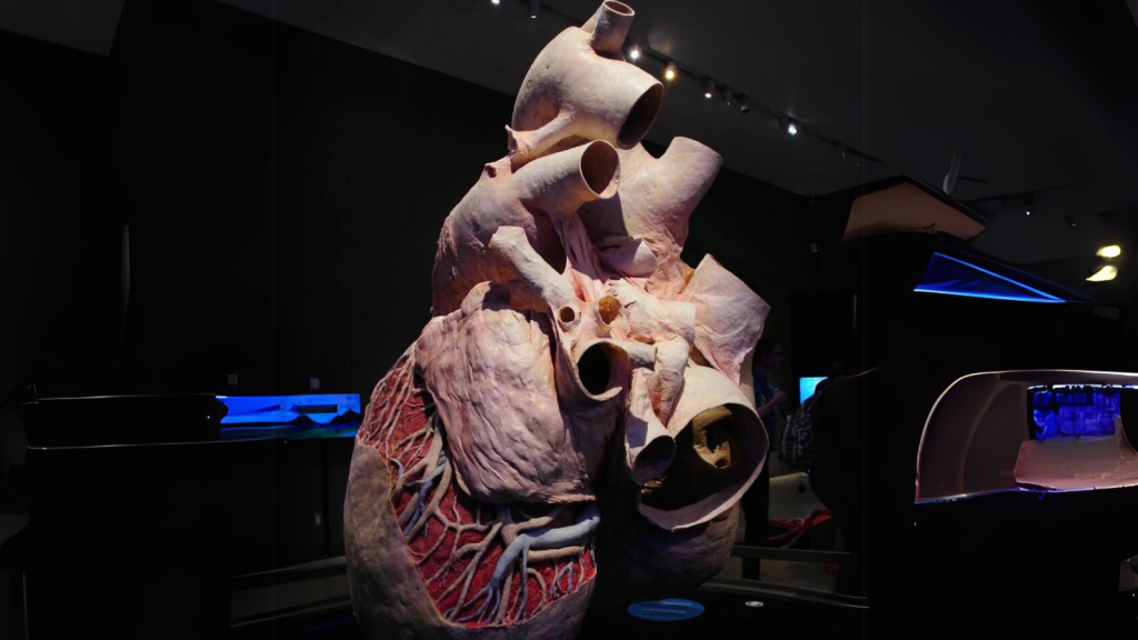 Blue Whale Heart