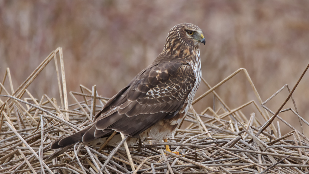 Northern Harrier