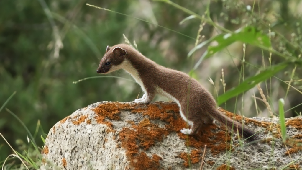 Long-Tailed Weasel