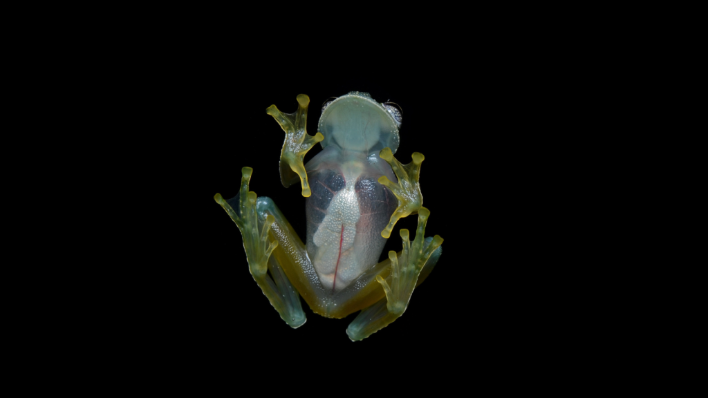 Glass Frog