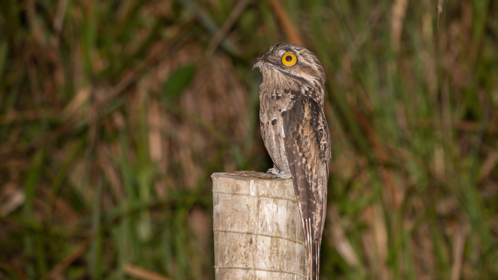 Potoo