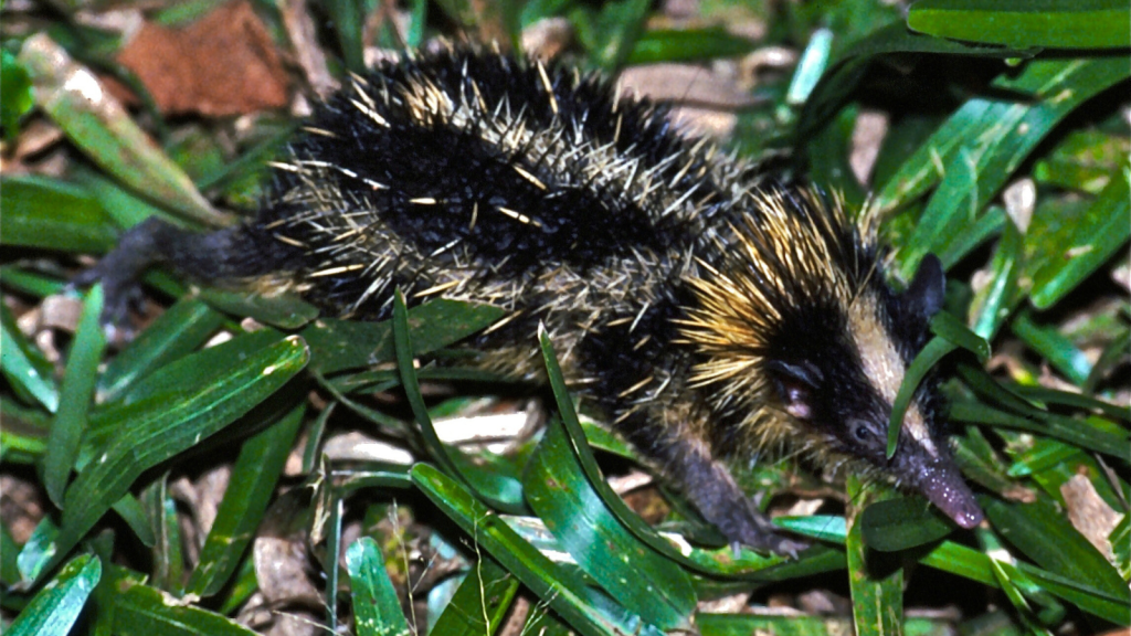 Lowland Streaked Tenrec