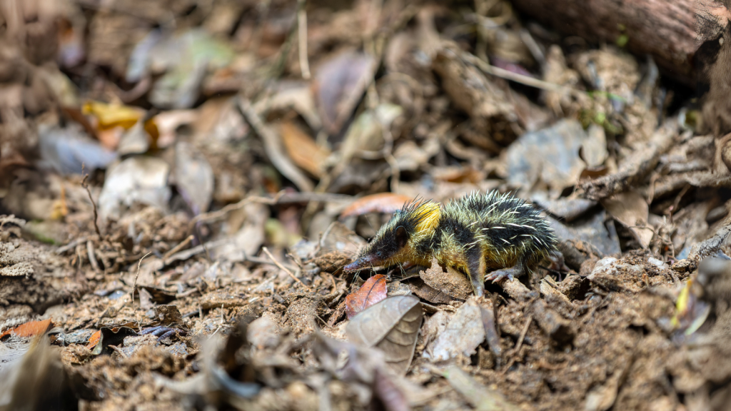 Lowland Streaked Tenrec