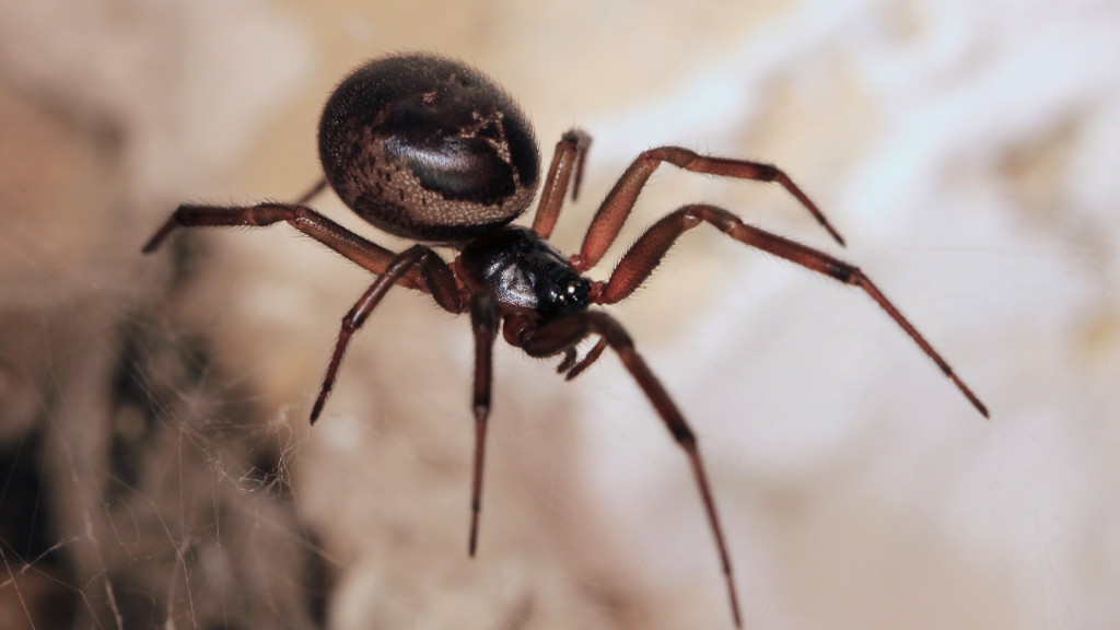 False Widow Spider