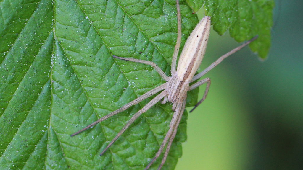 Reed Spider 