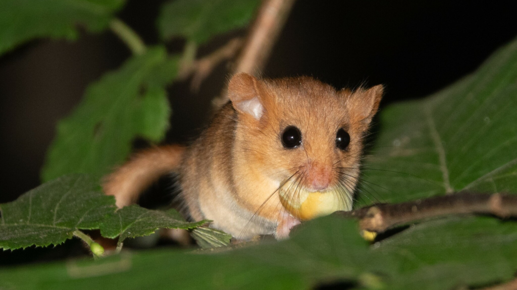 Dormice 