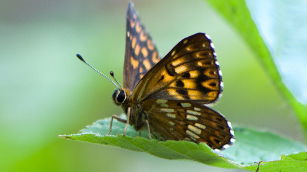 Duke of Burgundy 