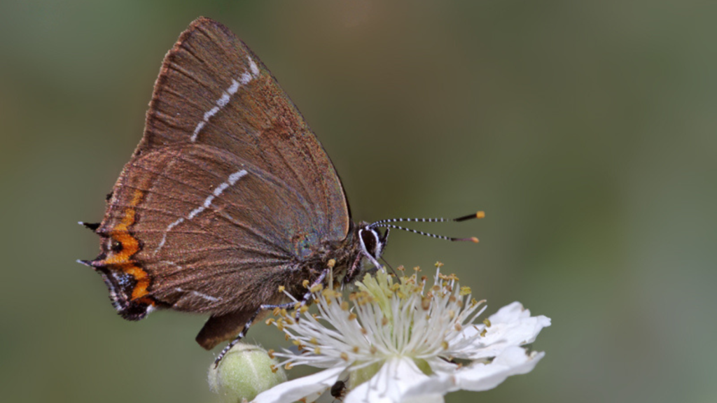 White-letter Hairstreak