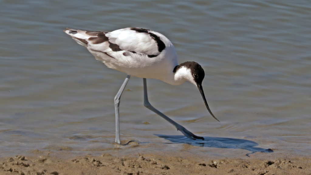 Avocet