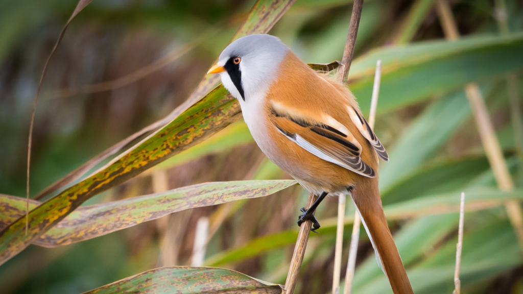 Bearded Reedling