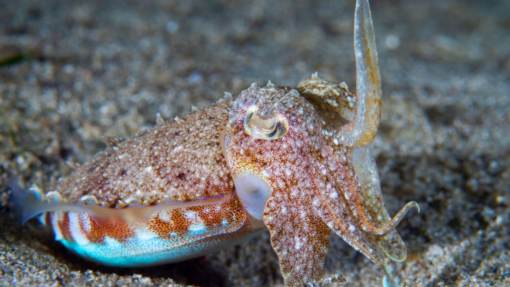 Smith's Cuttlefish 