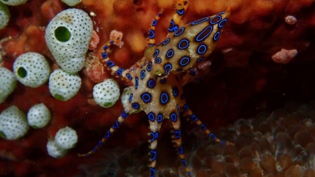 Greater Blue-ringed Octopus