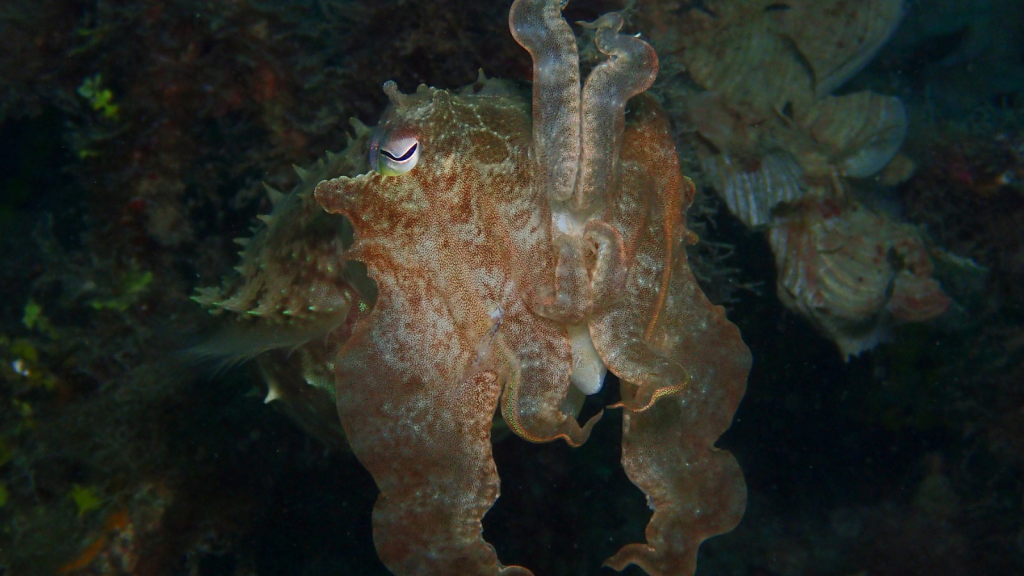 Broadclub Cuttlefish