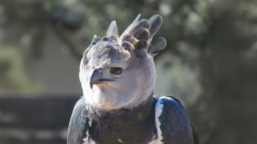 Harpy Eagle