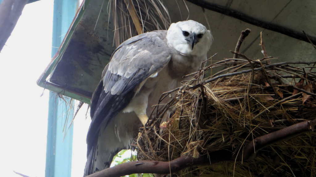 Harpy Eagle