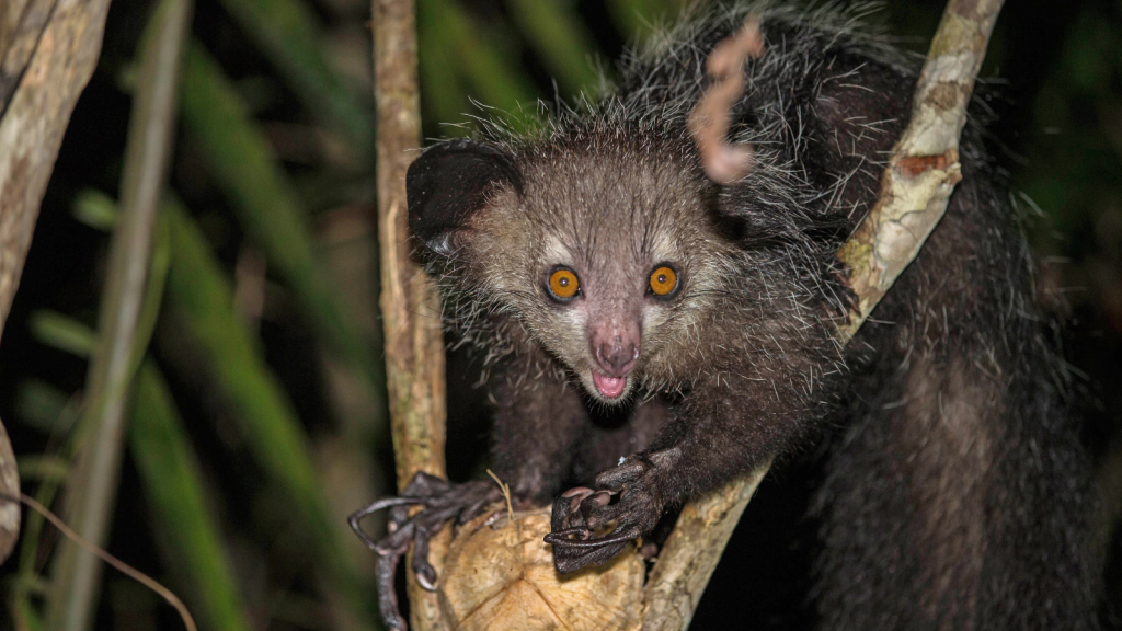 19 Fascinating Facts About the Aye-Aye, Madagascar’s Weirdest Primate