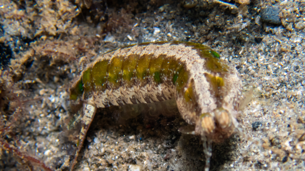 Common Mantis Shrimp 