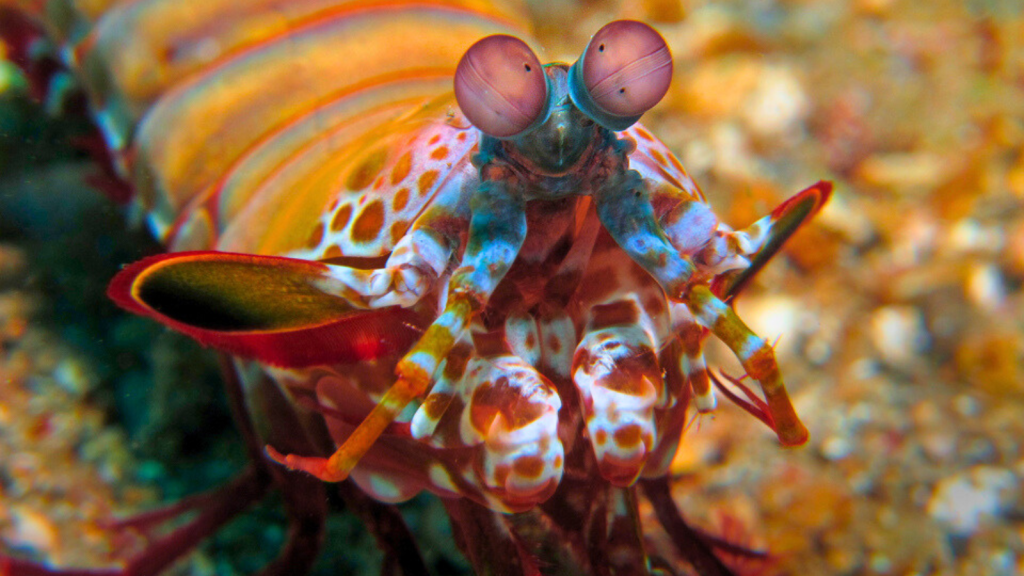 15 Little-Known Secrets of the Mantis Shrimp