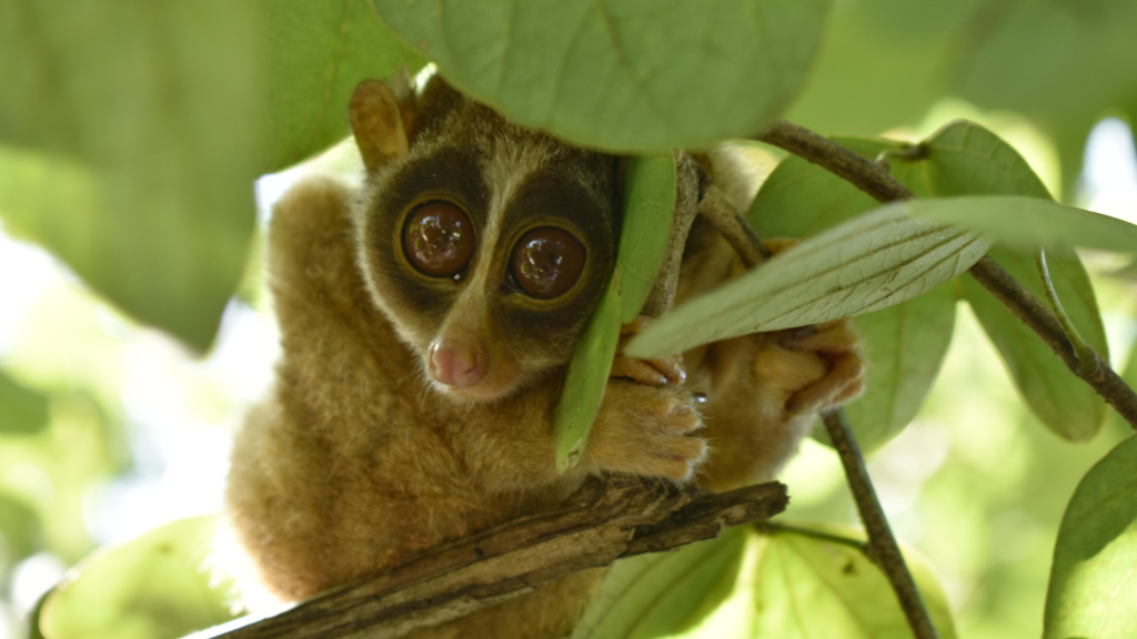 Slender Loris 