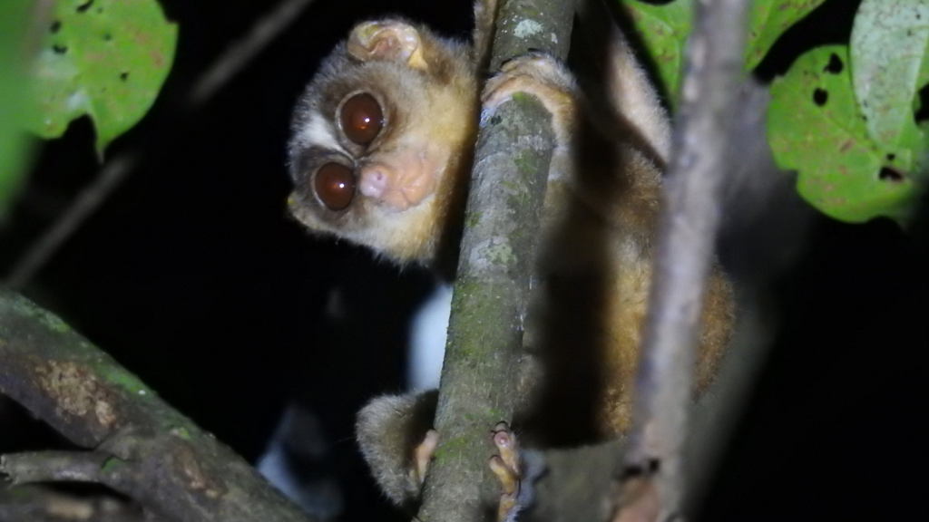 Slender Loris 