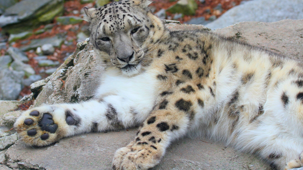 Snow Leopard