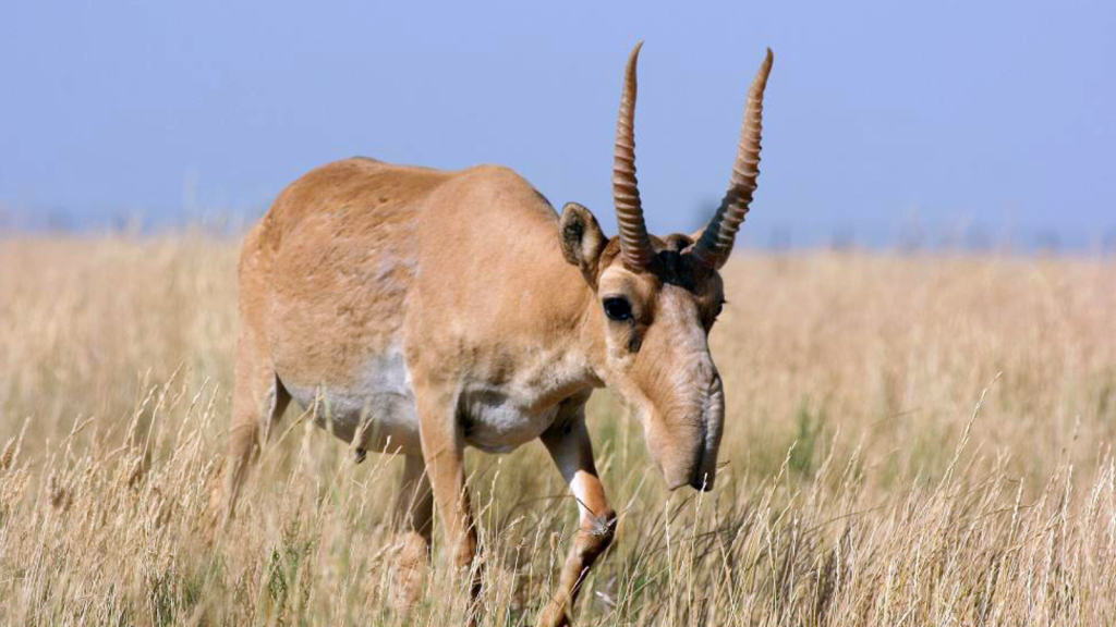 Saiga Antelope 