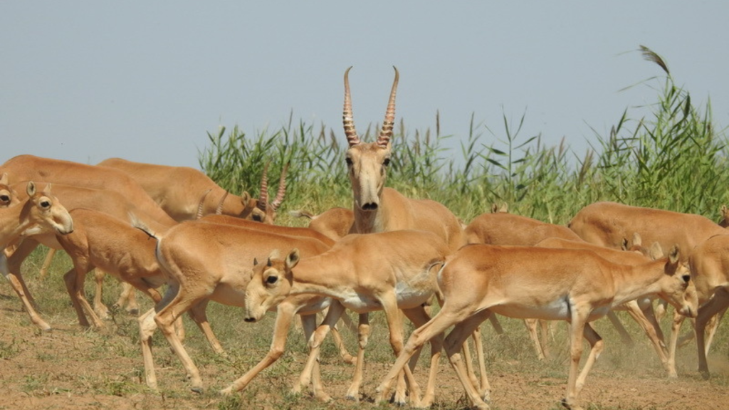 Saiga Antelope