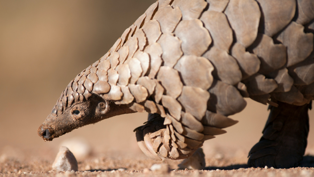 Pangolin