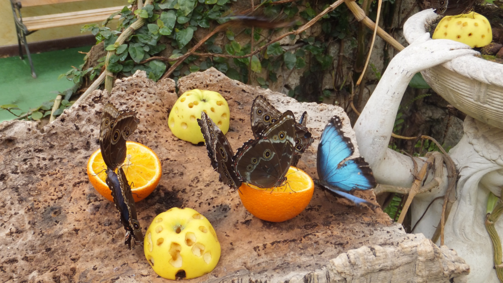 Blue Morpho Butterfly 