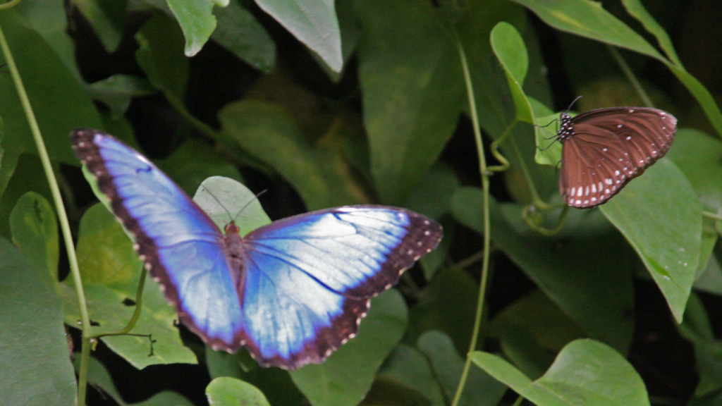 Blue Morpho Butterfly 