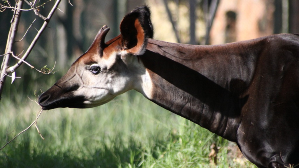 Okapi