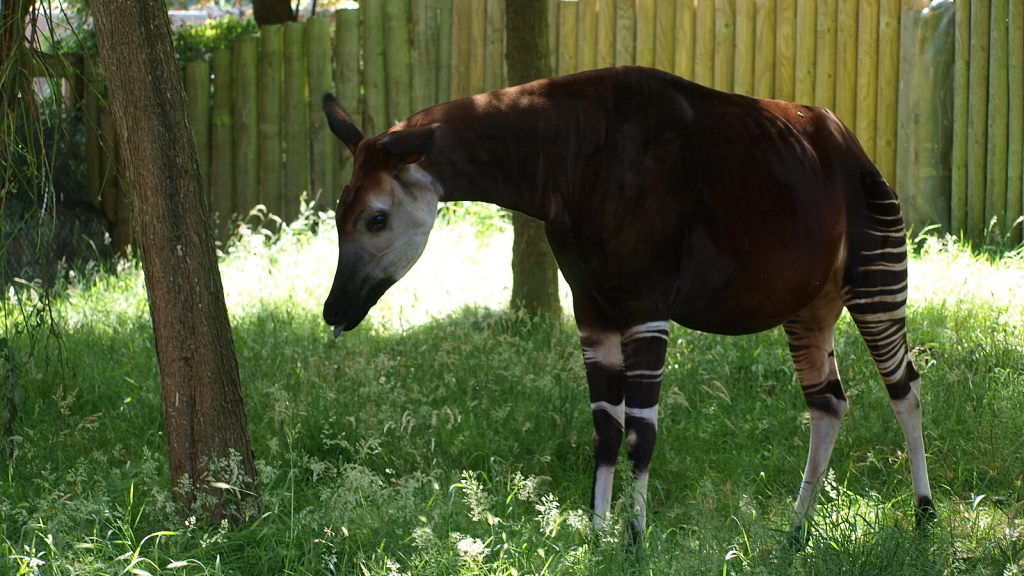 Okapi