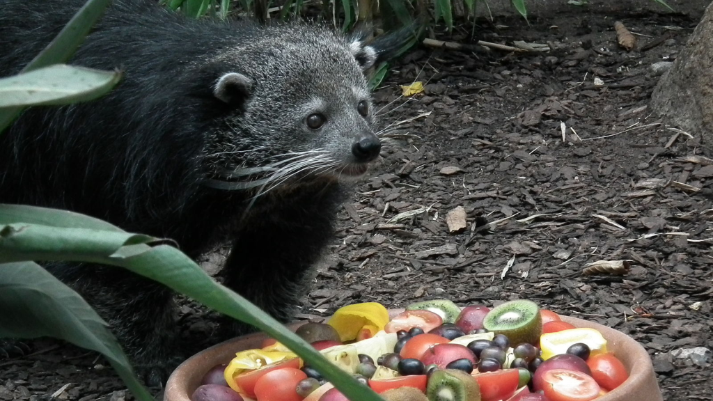 Bearcat