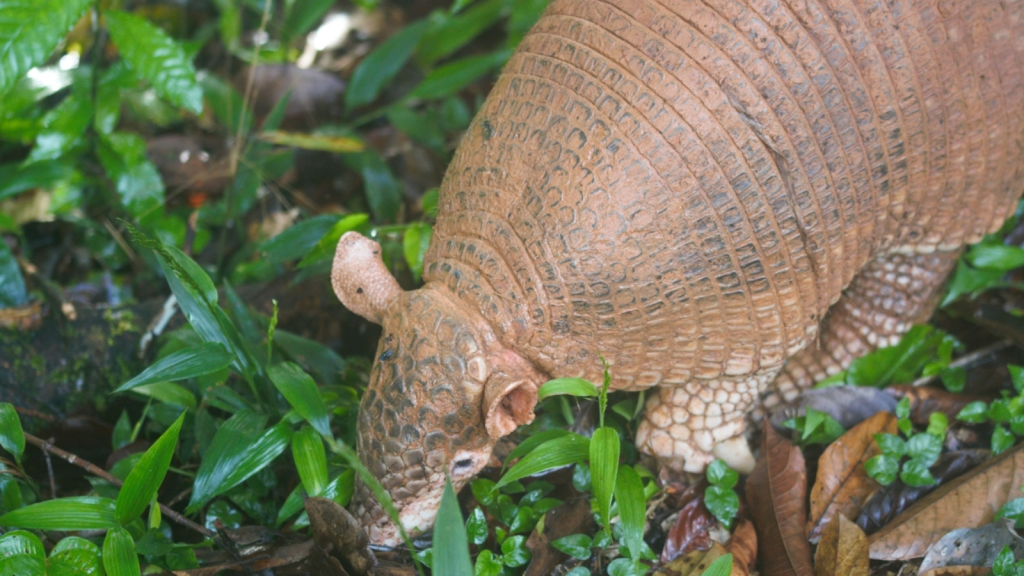 Giant Armadillo 