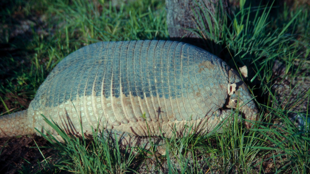 Giant Armadillo 