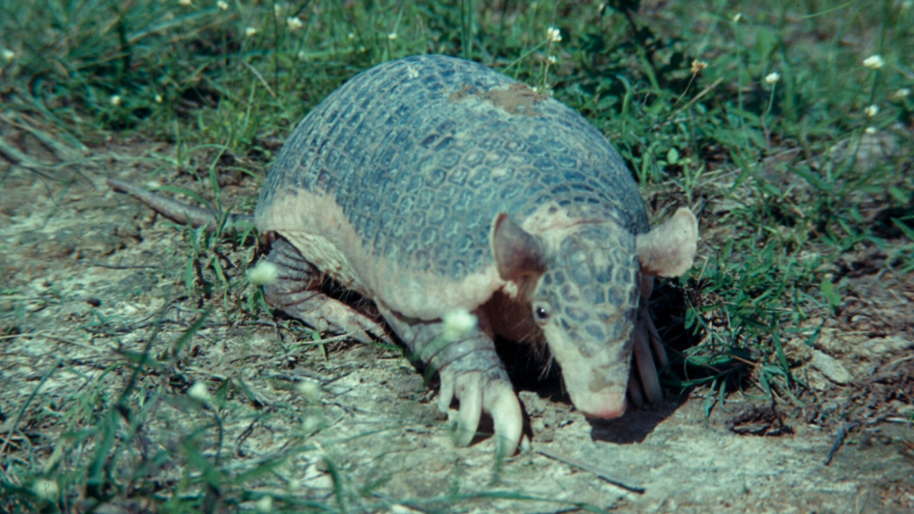 Giant Armadillo 