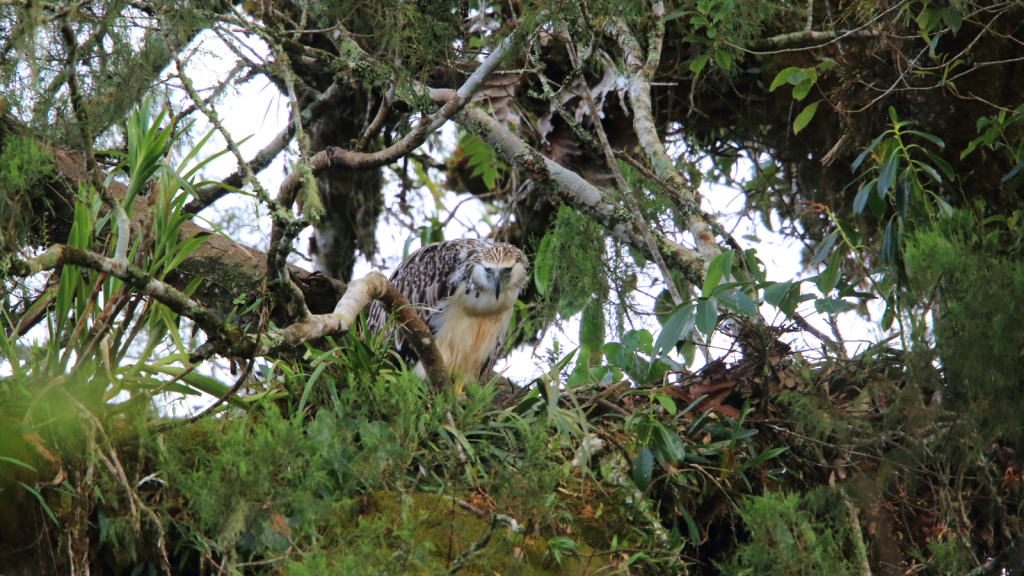 Philippine Eagle