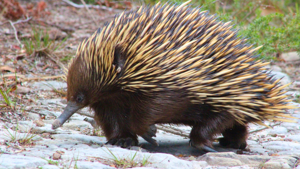 Echidna 