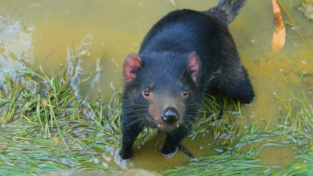 Tasmanian Devil