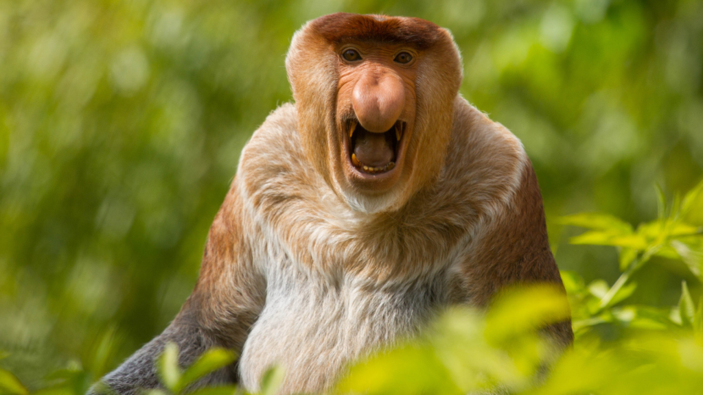 15 Surprising Details About the Proboscis Monkey