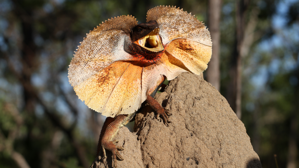 Frilled Lizard 