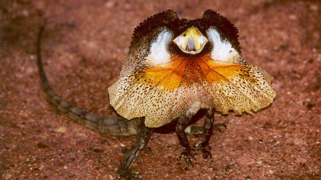 Frilled Lizard