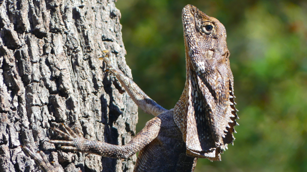 Frilled Lizard 