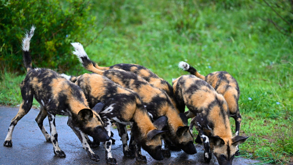 African Wild Dogs